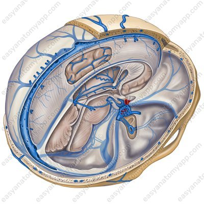 Muscleless veins (meningeal veins)